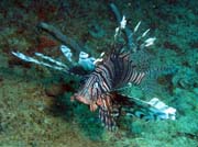 Lion fish (perutýn), Playa Santa Lucia. Kuba.