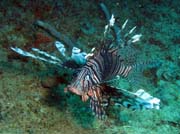 Lion fish (perutn), Playa Santa Lucia. Kuba.