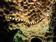 Pipefish, Playa Giron. Kuba.