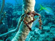 Spider crab, Playa Giron. Kuba.