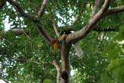 Zoborožec (hornbill), Národní park Tangkoko. Sulawesi,  Indonésie.