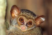 Tarsier, Národní park Tangkoko. Sulawesi,  Indonésie.