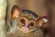 Tarsier, Nrodn park Tangkoko. Sulawesi, Indonsie.