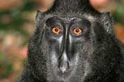 Černý makak, Národní park Tangkoko. Indonésie.
