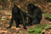 Černý makak, Národní park Tangkoko. Sulawesi,  Indonésie.