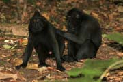 ern makak, Nrodn park Tangkoko. Sulawesi, Indonsie.