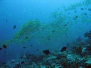 Bangka dive sites. Sulawesi, Indonsie.