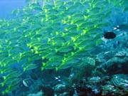 Bangka dive sites. Sulawesi, Indonsie.