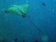 Eagle ray, Bangka dive sites. Indonsie.