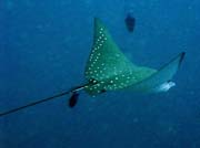 Eagle ray, Bangka dive sites. Indonsie.