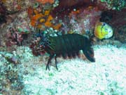 Mantis shirmp, Bangka dive sites. Indonésie.