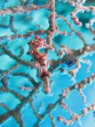 Pygmy seahorse (miniaturn mosk konk), Bangka dive sites. Indonsie.