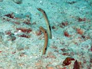 Garden eel (úhoři), Bangka dive sites. Sulawesi,  Indonésie.
