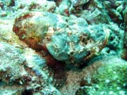 Scorpionfish, Bangka dive sites. Indonésie.