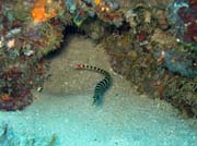 Pipefish, Bangka dive sites. Indonésie.