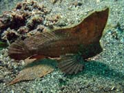 Scorpion leaf fish, Lembeh dive sites. Indonésie.