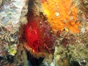 Flaming scallop (nkdy t nazvan Electrical clam shell), Lembeh dive sites. Indonsie.