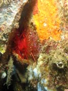 Flaming scallop (n�kdy t� naz�van� Electrical clam shell), Lembeh dive sites. Sulawesi,  Indon�sie.