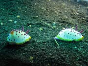 Nudibranches, Lembeh dive sites. Indonésie.
