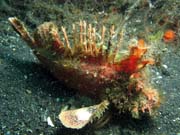 Scorpionfish, Lembeh dive sites. Indonsie.