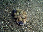 Scorpionfish, Lembeh dive sites. Indonésie.