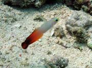Goby fish, Bunaken dive sites. Indonésie.