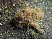 Hairy frogfish, Lembeh dive sites. Sulawesi,  Indonsie.