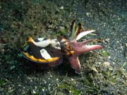Flamboyant cuttlefish, Lembeh dive sites. Indonésie.