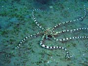 Mimic octopus, Lembeh dive sites. Indonésie.