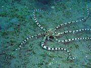 Mimic octopus, Lembeh dive sites. Sulawesi, Indonsie.