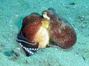 Coconut octopus, Lembeh dive sites. Sulawesi,  Indonésie.