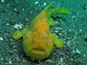 Frogfish octopus, Lembeh dive sites. Sulawesi, Indonsie.