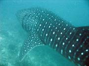 Žralok obrovský (whale shark), lokalita Maamigili. Maledivy.