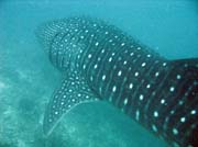 ralok obrovsk (whale shark), lokalita Maamigili. Maledivy.