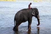 Sloní koupel ve vesnici Kodanad blízko města Kochi, Kerala. Indie.