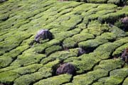 Čajové plantáže v okolí města Munnar, Kerala. Indie.