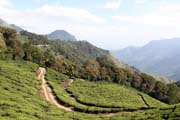 Čajové plantáže v okolí města Munnar, Kerala. Indie.