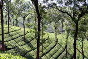 �ajov� plant�e v okol� m�sta Munnar, Kerala. Indie.