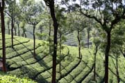 ajov plante v okol msta Munnar, Kerala. Indie.