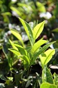 A toto je čaj. Rostlina čaje, čajové plantáže v okolí města Munnar, Kerala. Indie.