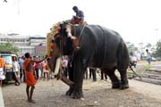 Pprava proces bhem Ernakulam Shiva Temple Festivalu. Ernakulam, Kerala. Indie.