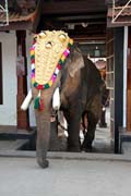 Začátek pakalpooram (procesí slonů), Ernakulam Shiva Temple Festival (Ernakulathappan Uthsavam). Ernakulam, Kerala. Indie.