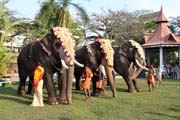 Pakalpooram (procesí slonů), Ernakulam Shiva Temple Festival (Ernakulathappan Uthsavam). Ernakulam, Kerala. Indie.