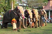 Pakalpooram (procesí slonů), Ernakulam Shiva Temple Festival (Ernakulathappan Uthsavam). Ernakulam, Kerala. Indie.
