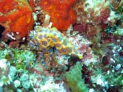 Chobotnice s modrými kroužky (Blue-ringed octopus). Raja Ampat. Indonésie.