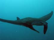 Rejnok manta (Manta obrovská, Manta ray). Lokalita Manta Point, Raja Ampat. Papua,  Indonésie.