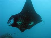 Rejnok manta (Manta obrovská, Manta ray). Lokalita Manta Point, Raja Ampat. Papua,  Indonésie.