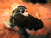 Nahožábrý plž (nudibranch). Raja Ampat. Papua,  Indonésie.
