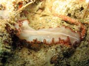 Mořský červ (flatworm). Raja Ampat. Papua,  Indonésie.