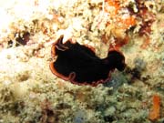 Mosk erv (flatworm). Raja Ampat. Papua,  Indonsie.